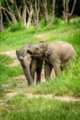 Fototapeta premium Two baby elephants playing in grassland field.