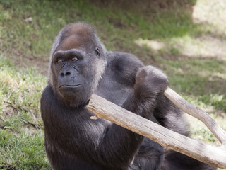 Obraz premium female gorilla