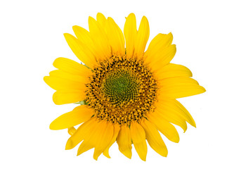 Fototapeta premium Sunflower