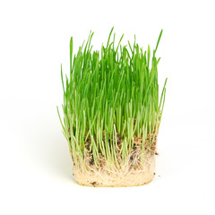 Green grass showing roots