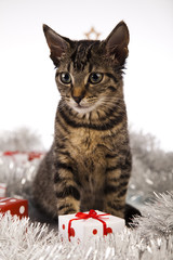  Christmas cat