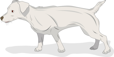 Young dog in action