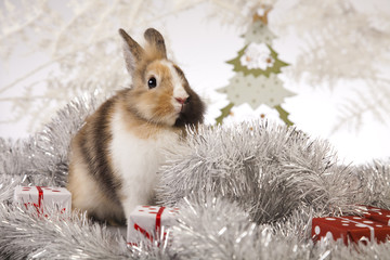 Bunny with Christmas 