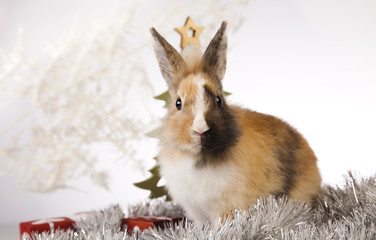Bunny with Christmas 