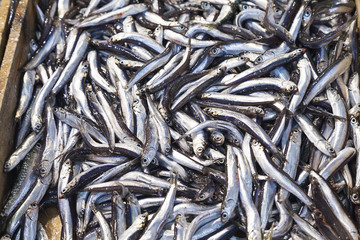 Mediterranean sand smelt (Atherina hepsetus)
