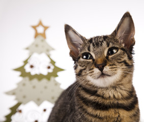 Christmas cat