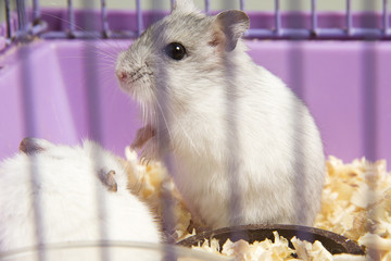 hamster sitting in a cage
