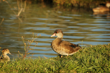 A duck in the nature, spring time on the countryside