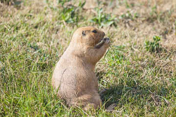Black-tailed prairie dog