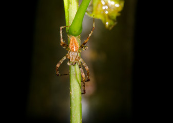 male european garden spider