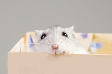 hamster sitting in a box.