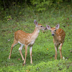 Pair of fawns