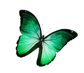 Green turquoise butterfly , isolated on white