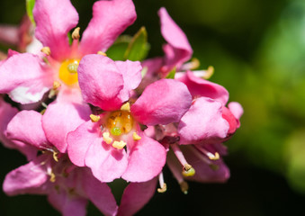 Fototapeta na wymiar Pink Petals