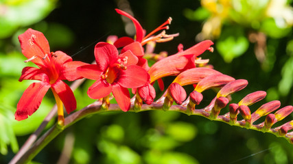 Crocosmia Profile