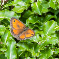 Obraz premium Gatekeeping