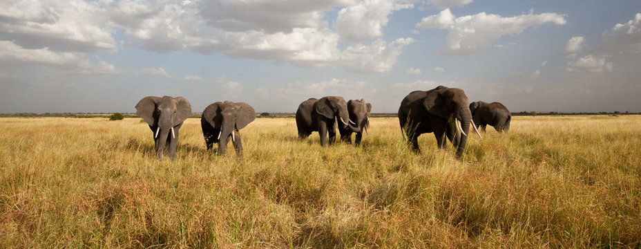 Fototapeta Elephant Herd on the Move: Idzie w kierunku kamery