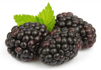 fresh blackberry