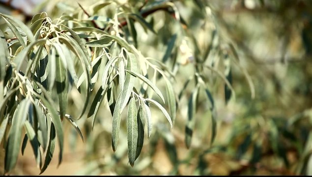Olive tree with ripe olives over blurred background