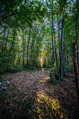 Foresta