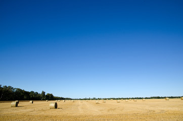 Cloudless sky and a field with straw bales