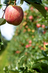 Ripe Apple, ready to be picked