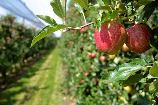 Ripe Apples in a Plantation