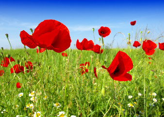 Obraz premium Summer wildflowers