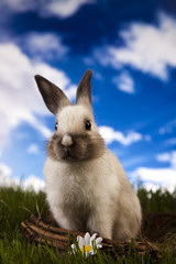 Obraz premium Baby bunny and green grass