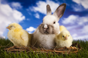 Chick in bunny