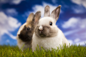 Bunny, rabbit and green grass