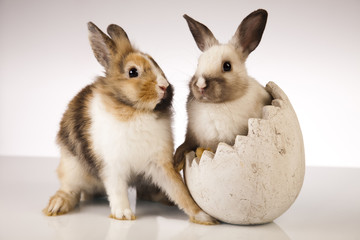 Bunny, rabbit 