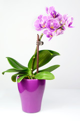 Naklejka na ściany i meble Różowa orchidea samodzielnie na białym tle.