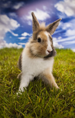  Spring baby bunny and green grass