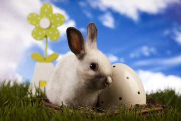 Bunny in grass 