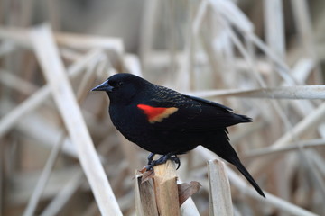 ハゴロモガラス