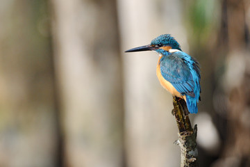 止まり木のカワセミ