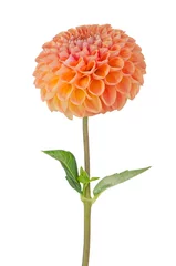 Foto auf Acrylglas Dahlie Orangefarbene Dahlienblüte