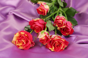 Beautiful red-yellow roses on purple satin close-up
