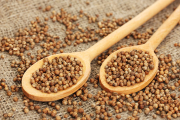 Heap coriander seeds in wooden spoons
