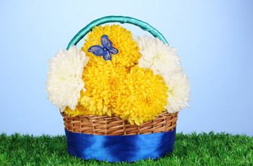 Beautiful chrysanthemum in basket on grass on blue background