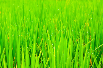 Naklejka premium Close up rice fields