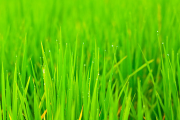 Close up rice fields