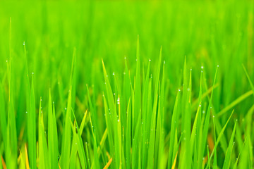 Fototapeta na wymiar Close up rice fields