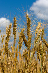 Wheat field