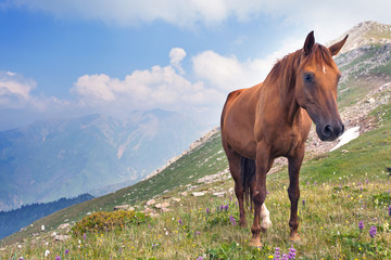 Obraz premium horse in the mountains in Tibet.