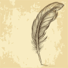 Sketch of the feather on grungy texture