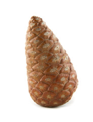 pine cone