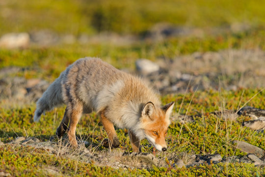 Rotfuchs, Red fox, Vulpes vulpes