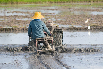Thai farmer at the rice field